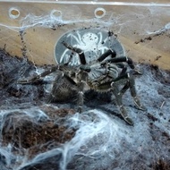Ceratogyrus Darlingi FEMALE | Tarantula