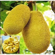 Anak Pokok Nangka Madu / Nangka J33 Hybrid