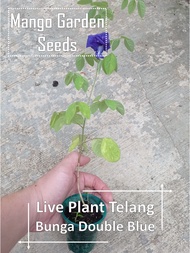 Anak Pokok Bunga Telang Live Plant 蝶豆花小树苗, Anak Pokok Bunga Telang, Single, Double Petal