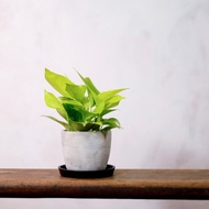 【室內盆栽】萊姆黃金葛 觀葉植物 盆栽 植栽 發財樹 開幕送禮