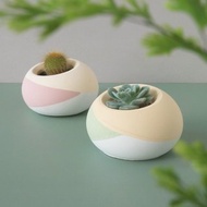 三色豆花球【橢圓斜口水泥盆】