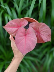 Caladium Pink Jacket - Gorgeous and Pretty Easy Care House Plant