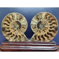 Ammonite Snail Fossil