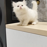 kucing white solid persia munchkin lucu