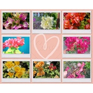 1+1 FREE! NEW YEAR SALE!!! RARE Bougainvillea CUTTINGS