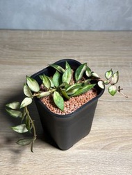 長葉裂瓣內錦毬蘭 天涯毬蘭 Hoya lacunosa variegata