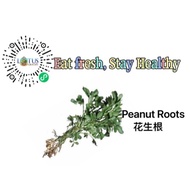 【LotusGrocery】Peanut Roots花生根500g