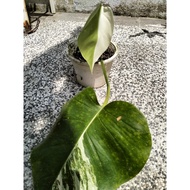 Monstera Borsigiana Albo Japan (Halfmoon Var Patern)
