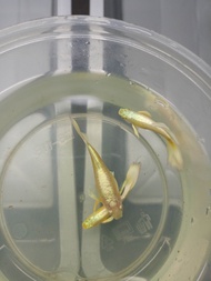 ( 孔雀鱼 ) 24k黄金白子 1对 ( guppy ) 24k  Yellow Gold 1 Pair