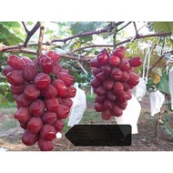 Anak Pokok Anggur Romantic Red/Confidante Romance Red Seedless - Premium