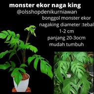 Monstera Ekor Naga King/Bonggol Monster Ekor Naga King #Gratisongkir