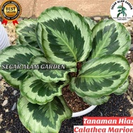 Termurah Tanaman Hias Calathea Marion ASLI DAUN BESAR/JUMBO