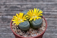 25 เมล็ด ไลทอป กระบองเพชร ไม้อวบน้ำ กุหลาบหิน แคคตัส Living Stones Lithops สายพันธุ์ naureeniae