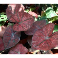 caladium red sweety. keladi merah siam. caladium thai green spider