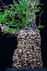 (420) 滿瘤列加氏漆樹　The elephannnt tree/ Operculicarya decaryi / 塊根植物 Caudex / 另售象牙宮、龜甲龍、念珠橄欖、橄欖樹、象足漆樹