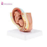 [Menolana] Anatomical 9th Month 1:1 Human Fetus Pregnancy Embryonic Development Model