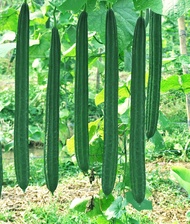 เมล็ดพันธุ์  บวบเหลี่ยมลูกยาว   1 ซองมี 14-15เมล็ด   ซองละ 29 บาท เมล็ดจากบ้านสวนสามารถปลูกต่อได้