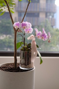 開幕花  開幕盆栽 蘭花盆栽  開幕花禮 辦公室盆栽  開幕禮物