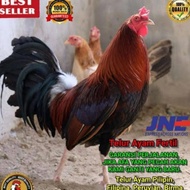 TELUR AYAM PILIPIN FERTIL UNTUK DITETASKAN