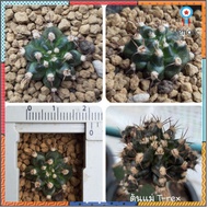 ยิมโนด่าง ชำหน่อ (Gymnocalycium) ยอดขายดีอันดับหนึ่ง