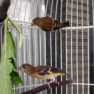 Red siskin paud klasik betina