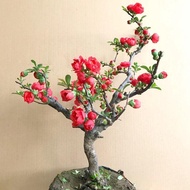 [With Flower Buds] Begonia Flower Potted Plant Begonia Saplings Complex Color Four Seasons Begonia B