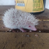 landak mini albino betina