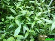 Bibit tanaman daun kesum / daun laksa tanaman sudah jadi