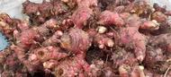 JAHE MERAH FRESH RIMPANG BESAR 1KG