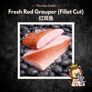 FRESH RED GROUPER FILLET