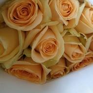 Bunga Mawar Asli Fresh 10 Tangkai / Bunga Mawar Asli Murah Termurah