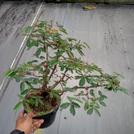 bonsai putri malu grouping