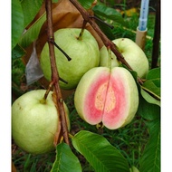 Anak Pokok pink guava Taiwan Pink Guava