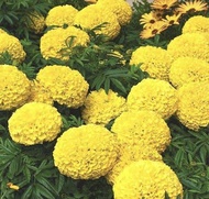 เมล็ดพันธุ์ดอกดาวเรืองใหญ่ สีเหลือง  ดาวเรืองสีเหลือง ปลูกง่าย ดอกใหญ่