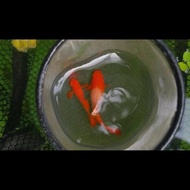 Guppy Albino Koi Red Ear Gen King Koi Ready Kak