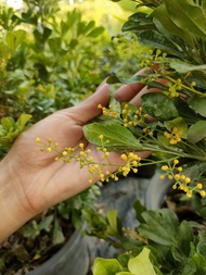 ต้นประยงค์(Chinese rice flower) "งานถุงชำ" เป็นไม้ประดับ ต้นแข็งแรง งานถุงชำ พร้อมส่งดอกมีกลิ่นหอม ด