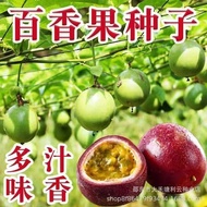 Purple Passion Fruit Seed Golden Spring Autumn Balcony Potted Family Golden Egg Fruit Passion Fruit 