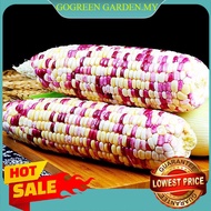 Best Price 15 Pcs Seed Biji Benih Jagung Pulut Putih Ungu Sweet Corn Rare Purple Seeds Ready Stock 紫