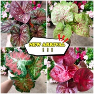 Caladium Darkstar/Frankenstein/Misty/Serene/Splendid/Gerhana/Strawberry Star/Jubilee/Glitter/Festivia/Red Stone