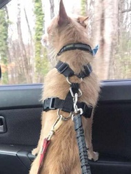 1入汽車安全帶狗狗牽引繩,可伸縮彈性,配有反光條和靠墊,適用於狗狗走路
