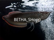 Ikan arwana/arwana silver red brazil serat merah ukuran 15-17cm up