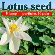 Benih Lotus Bunga Teratai Seeds Bowl Dwarf Pot Flower Garden Mix Water Lily Seed Lotus Bonsai Sleep 