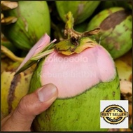 terbaru bibit buah kelapa wulung genjah 100%asli | kelapa wulung