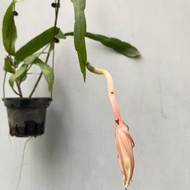 迷你曇花 罕有品種