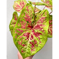 Biji Benih Keladi Raspberry Moon Caladium Seed - 5 Seed