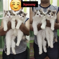 kucing maine coon mix persia