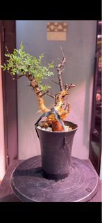 索馬里羽葉橄欖Commiphora sp. pinnate leaves