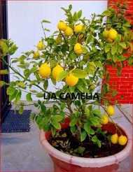 LEMON DWARF SEED
