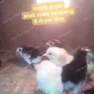 doc anak ayam kampung