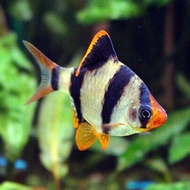 Tiger Barb 3pc